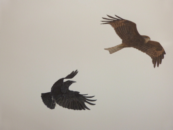 Black Kite with Carrion Crow escort, as they went past my window in May.  Original watercolour 406 x 305 mm...and it's for sale if anyone wants to make an offer...