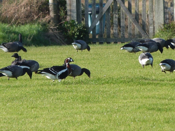 Red-breasted Goose, an absolute beauty regardless of it's origins.  In the company of a few Dark-bellied Brent Geese.