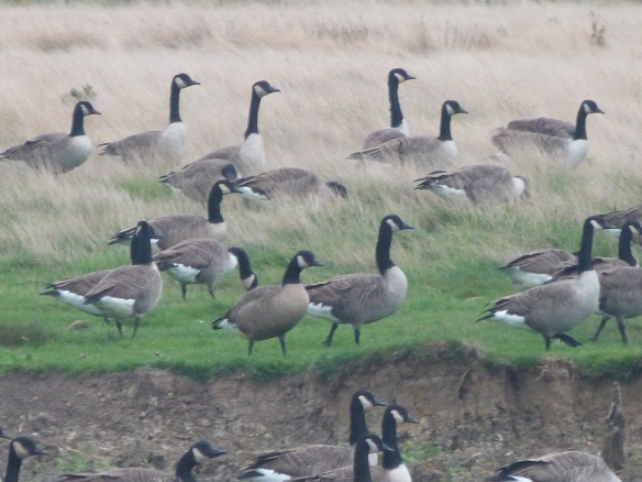 Todd's Canada Goose, centre left on top of the bank. It's the bird with a shorter neck and darker breast.   Can I 'count it' though?